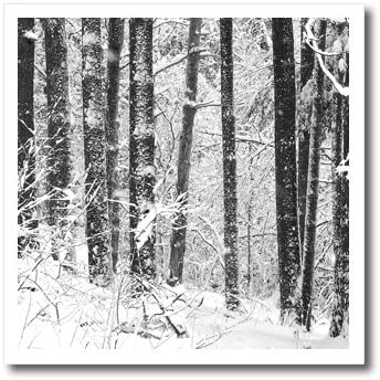 3DROSE HT_19945_3 שלג חורפי שלג שחור לבן תצלום של יער אורנים מישיגן כיסוי שלג - ברזל על העברת חום, 10 על 10 , לחומר לבן