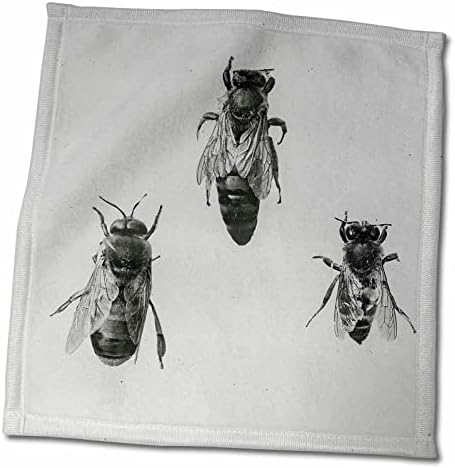 עובדת מלטים מלכת 3 דבורים שמירת אפיולוגיה חרקים אפיריסטים וינטג ' - מגבות