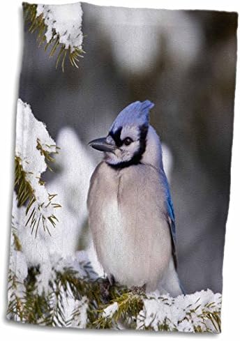 3ג ' יי כחול ורוד בעץ אשוח בחורף, מריון, אילינוי, ארצות הברית. - מגבות