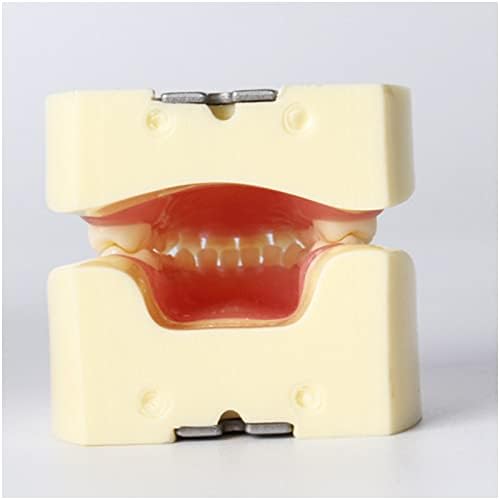מודל שיני חלב לילדים של KH66ZKY, דגם שיניים של שיניים, דגם שיניים, הוראה אוראלית הדגמה מודל שיני להפגנה כלי לימוד שיני
